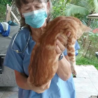 This is our vet Sandy carrying one of the very sleepy patients!